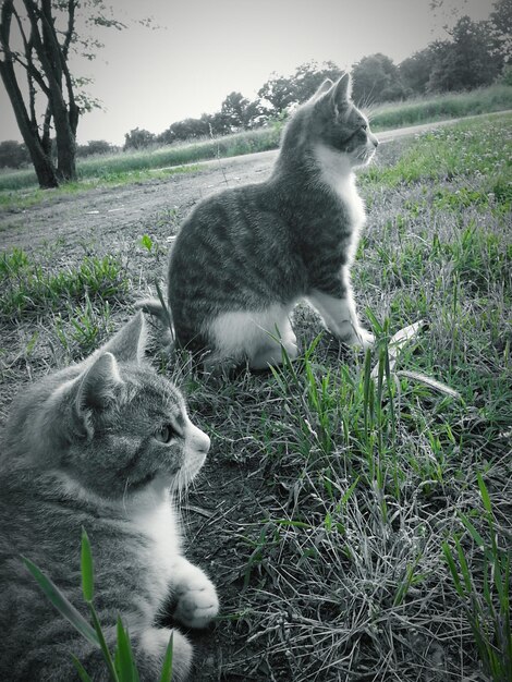 Foto hochwinkelansicht von katzen auf dem feld