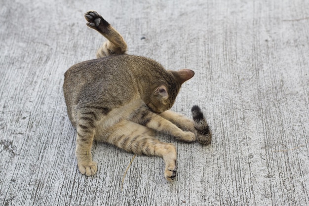 Foto hochwinkelansicht von katzen, die sich auf holz entspannen