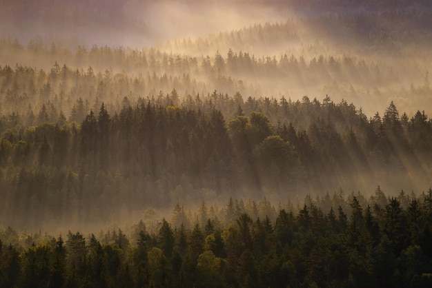 Hochwinkelansicht von Kiefern, die bei Sonnenaufgang im Wald wachsen