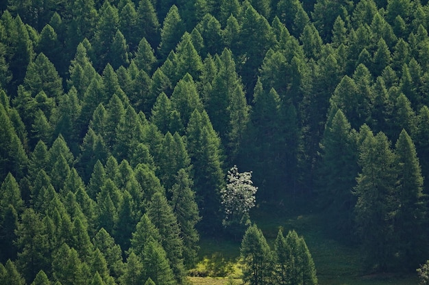 Hochwinkelansicht von Kiefern im Wald