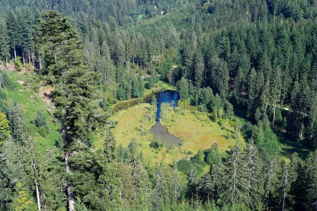 Foto hochwinkelansicht von kiefern im wald