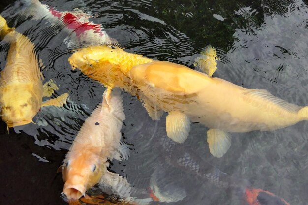 Foto hochwinkelansicht von koi-karpfen, die im meer schwimmen