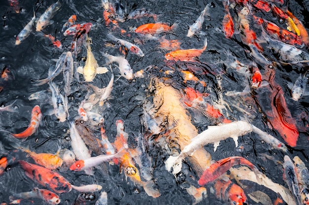 Foto hochwinkelansicht von koi-karpfen, die im see schwimmen