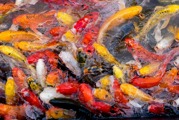 Foto hochwinkelansicht von koi-karpfen, die im see schwimmen