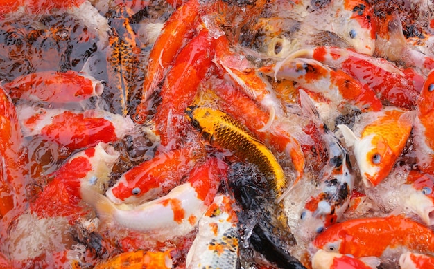 Foto hochwinkelansicht von koi-karpfen, die im teich schwimmen