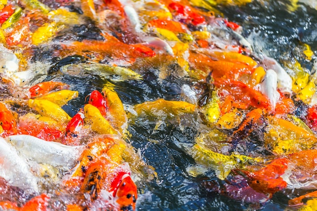 Foto hochwinkelansicht von koi-karpfen, die im teich schwimmen