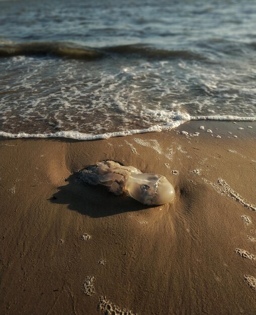 Hochwinkelansicht von Krabben am Strand