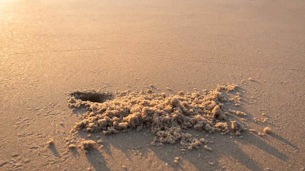 Foto hochwinkelansicht von krabben am strand