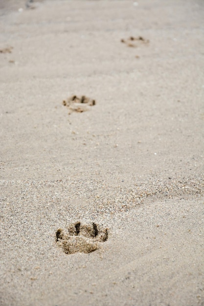 Foto hochwinkelansicht von krabben auf dem sand