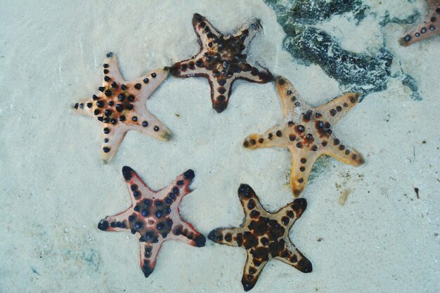 Foto hochwinkelansicht von krabben im meer