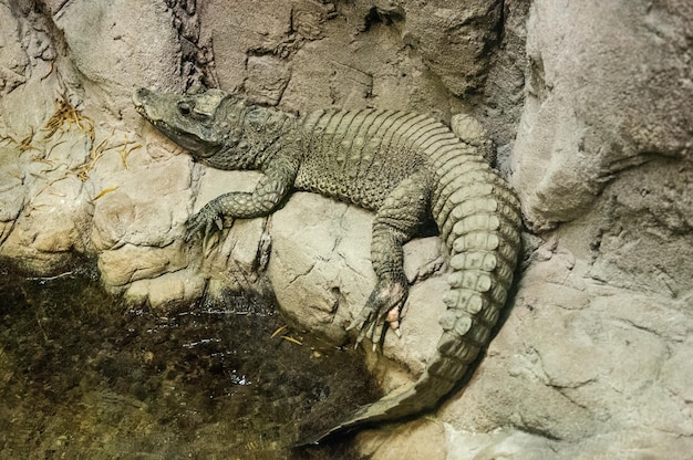 Foto hochwinkelansicht von krokodil auf einem felsen am seeufer