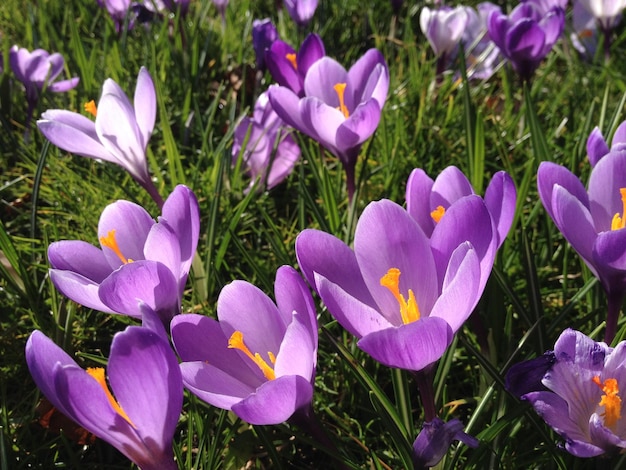 Foto hochwinkelansicht von krokus, der auf dem feld wächst