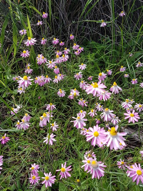 Hochwinkelansicht von lila Blumen, die auf dem Feld blühen