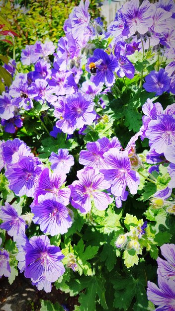 Foto hochwinkelansicht von lila blumen, die im rasen blühen