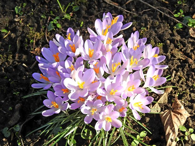 Foto hochwinkelansicht von lila krokusblumen auf dem feld