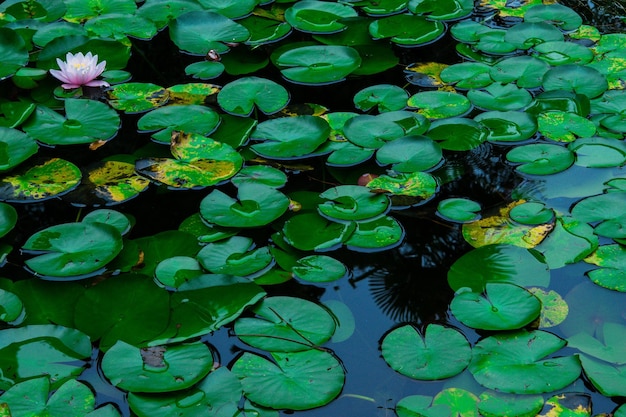 Hochwinkelansicht von Lilienblättern, die auf dem Teich schwimmen