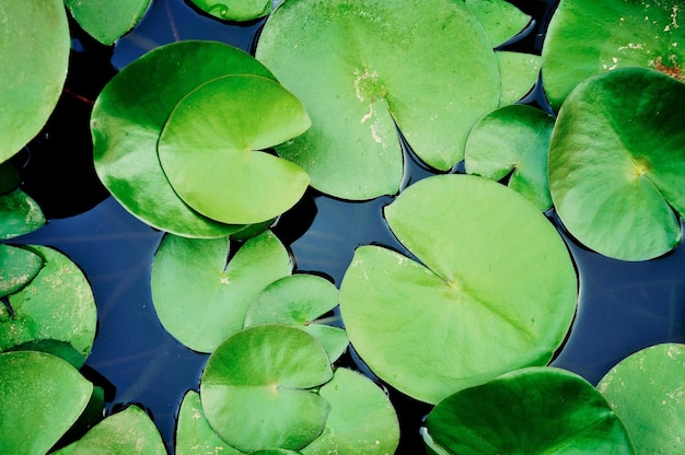 Hochwinkelansicht von Lilienblättern im Teich