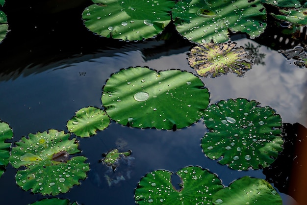 Hochwinkelansicht von Lilienpflanzen im See