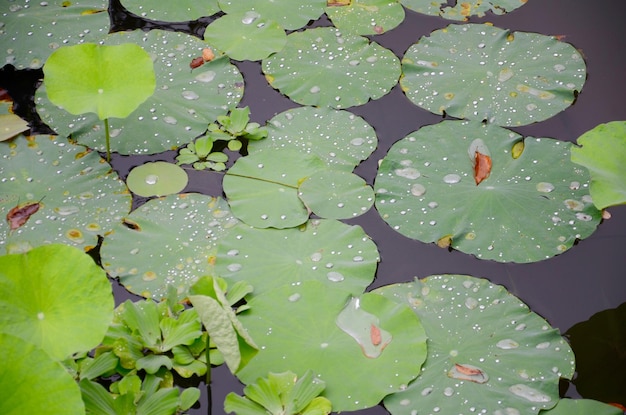 Hochwinkelansicht von Lotus-Lilieblättern, die auf dem Wasser schwimmen