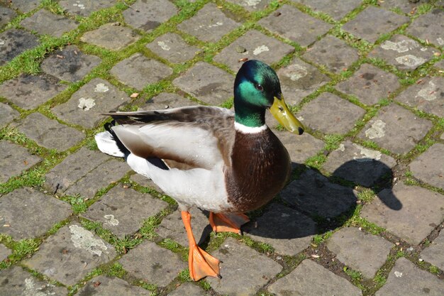 Foto hochwinkelansicht von männlichen mallardenten auf einem fußweg