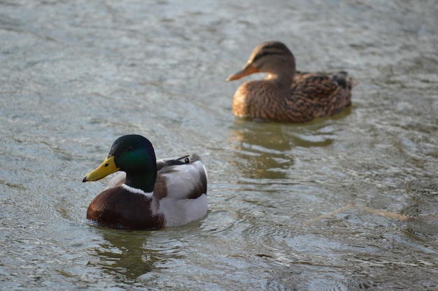 Hochwinkelansicht von Mallardenten, die im See schwimmen