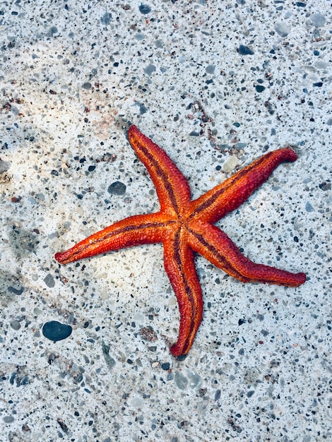 Hochwinkelansicht von Meeressternen am Strand