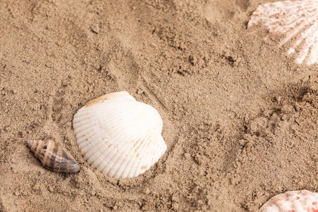 Hochwinkelansicht von Muscheln am Strand