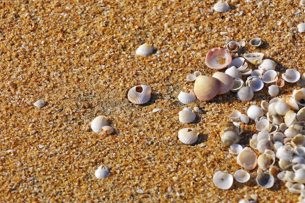 Hochwinkelansicht von Muscheln am Ufer
