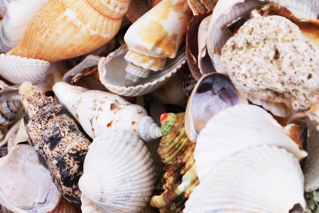 Foto hochwinkelansicht von muscheln auf dem markt