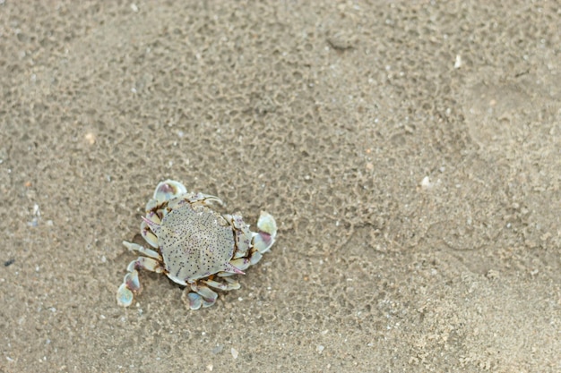 Foto hochwinkelansicht von muscheln auf sand