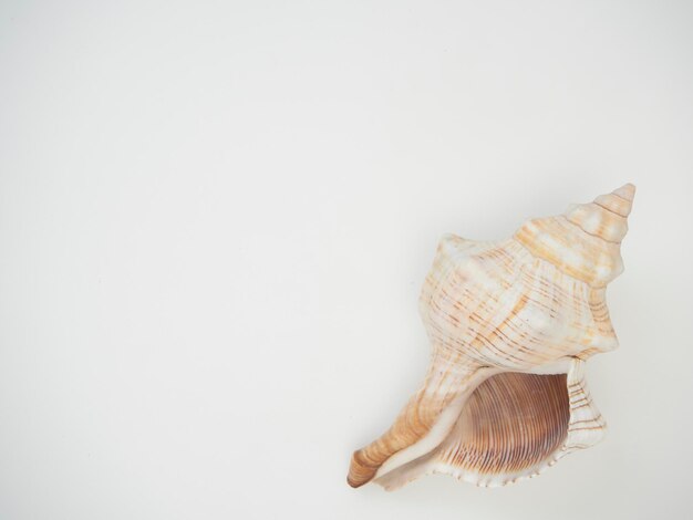 Foto hochwinkelansicht von muscheln auf weißem hintergrund