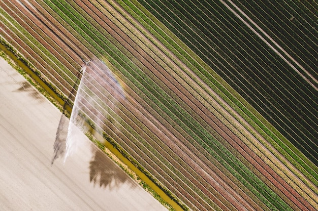 Hochwinkelansicht von Pflanzen, die an Land wachsen