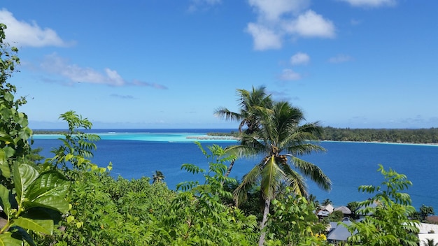 Foto hochwinkelansicht von pflanzen vor dem ruhigen blauen meer