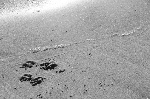 Hochwinkelansicht von Pfotenabdrücken auf Sand am Strand