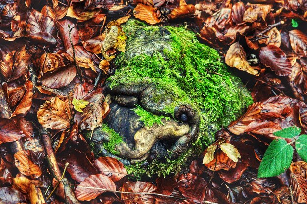 Foto hochwinkelansicht von pilzen auf trockenen blättern