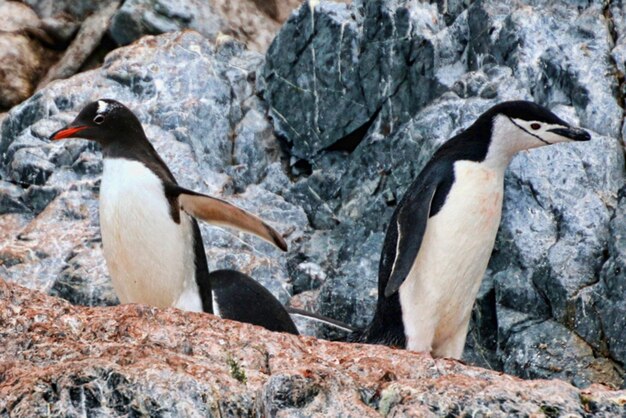 Foto hochwinkelansicht von pinguinen auf einem felsen