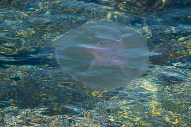 Foto hochwinkelansicht von quallen im meer