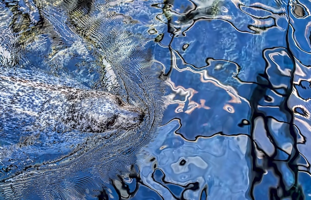 Hochwinkelansicht von Robben, die im Meer schwimmen