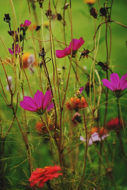 Foto hochwinkelansicht von rosa blühenden pflanzen, die auf dem feld wachsen