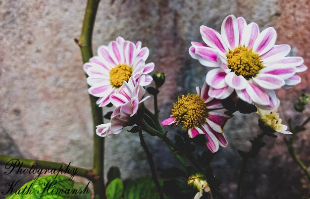 Hochwinkelansicht von rosa blühenden Pflanzen