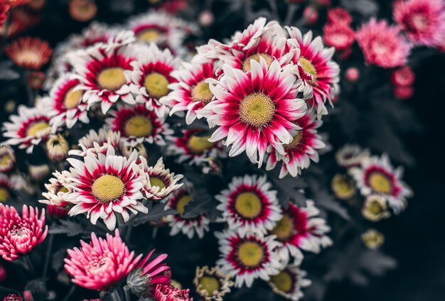 Foto hochwinkelansicht von rosa blühenden pflanzen