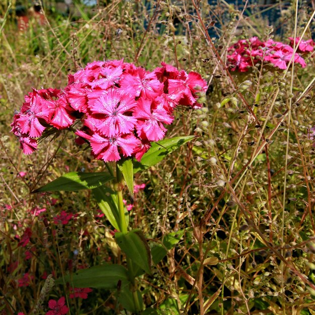 Foto hochwinkelansicht von rosa blumen, die auf dem feld blühen