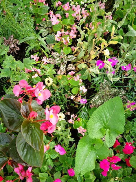 Foto hochwinkelansicht von rosa blumen, die im freien blühen