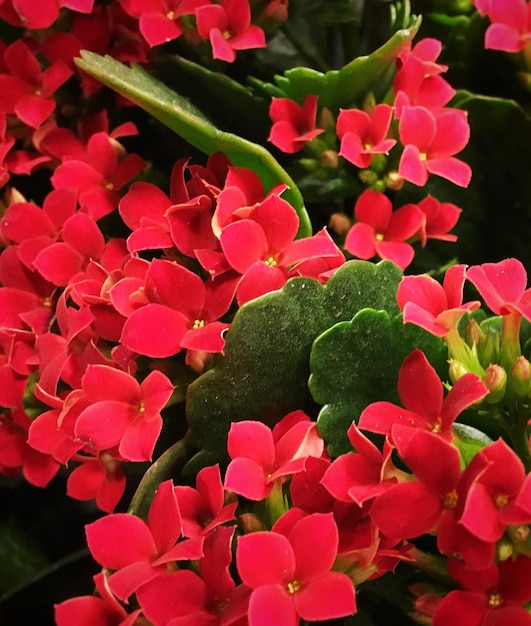 Hochwinkelansicht von rosa Hortensien, die im Garten blühen