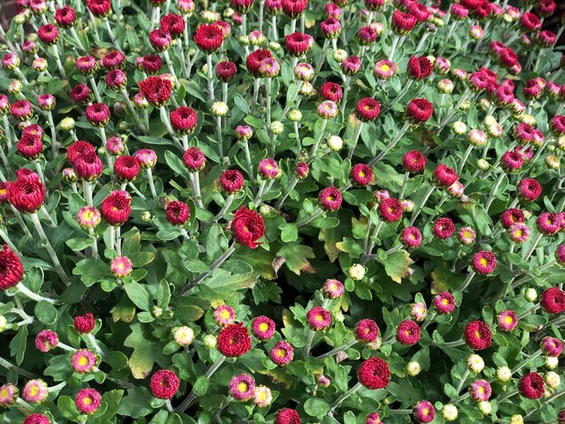 Foto hochwinkelansicht von rot blühenden pflanzen