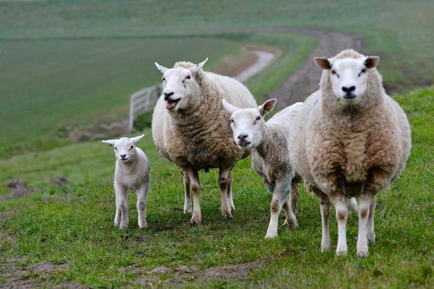 Hochwinkelansicht von Schafen auf einem grasbewachsenen Feld