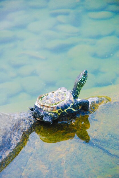 Hochwinkelansicht von Schildkröten, die im See schwimmen