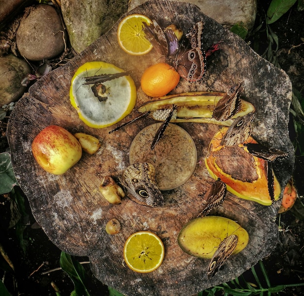 Foto hochwinkelansicht von schmetterlingen auf früchten