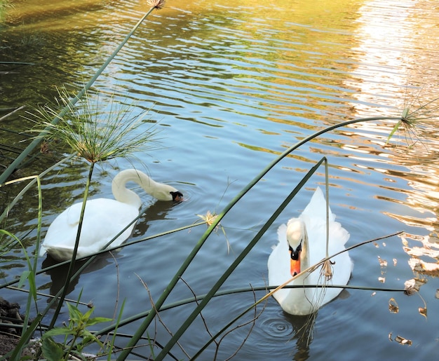 Foto hochwinkelansicht von schwänen, die auf dem see schwimmen