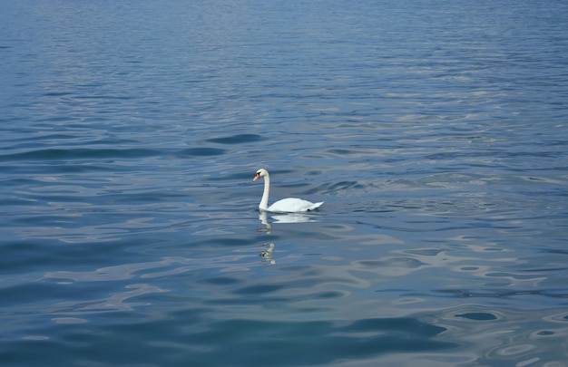 Hochwinkelansicht von Schwänen, die im See schwimmen